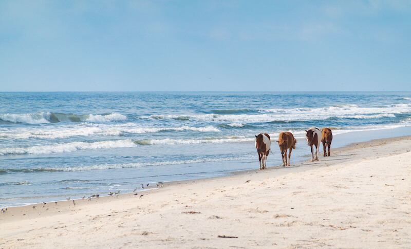 Assateague Island Has Wild Ponies
