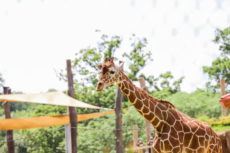 The Maryland Zoo is One of Many Outdoor Activities Kids Can Enjoy